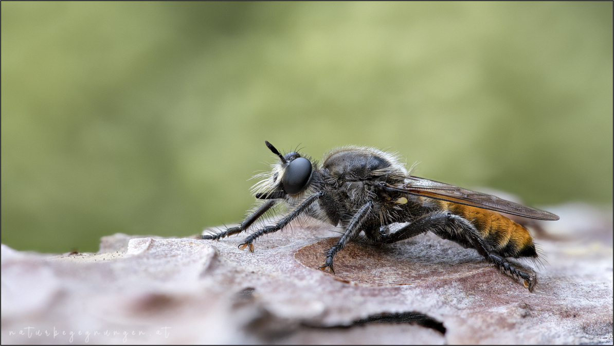 20190922 ignea II 1200px+rs.jpg