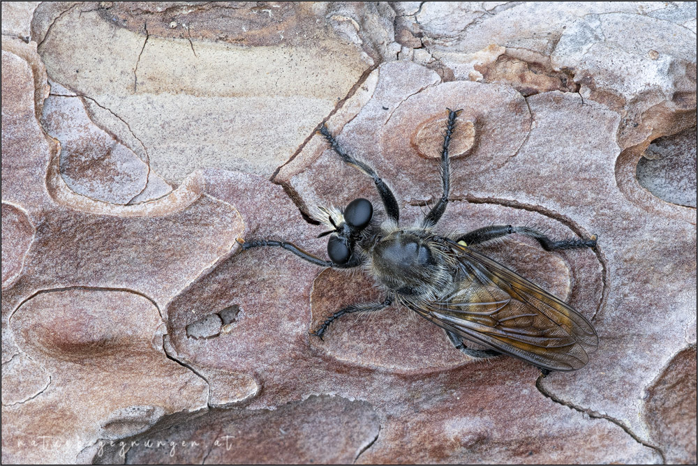 20190922 ignea-II- 1000px+rs.jpg