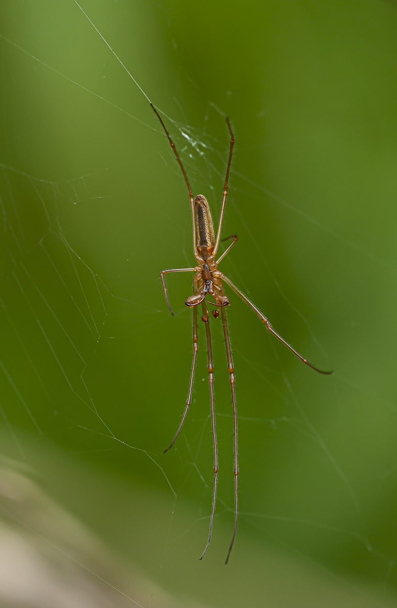 Streckerspinne 2.jpg