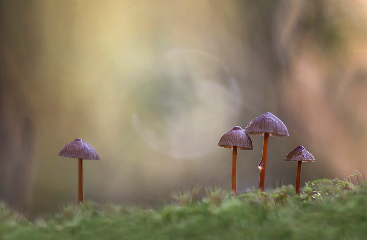 xc Kopie Kopie - Kopie.jpg