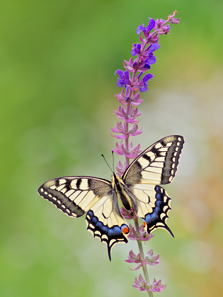 Papilio1-OG273503---Kopie.jpg