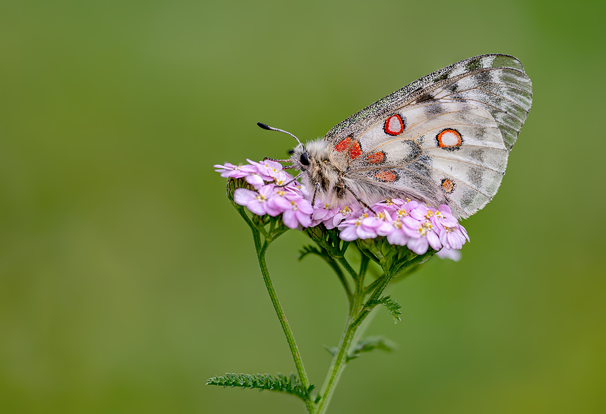 compRoterApollo9.8.2019StackDSC_7437-7444.jpg