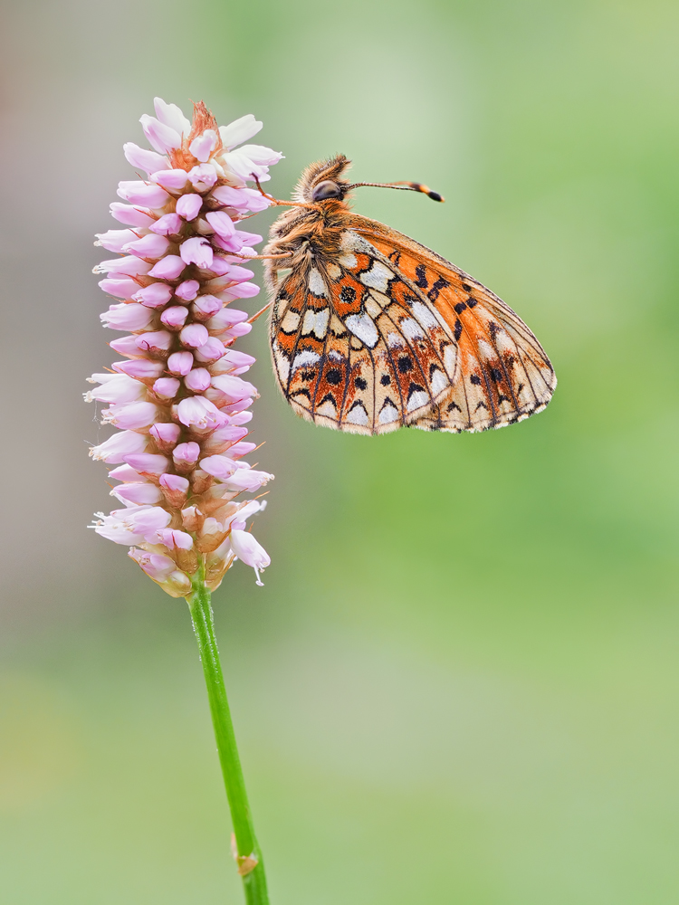 Boloria-selene-zoog67118_7---Kopie.jpg