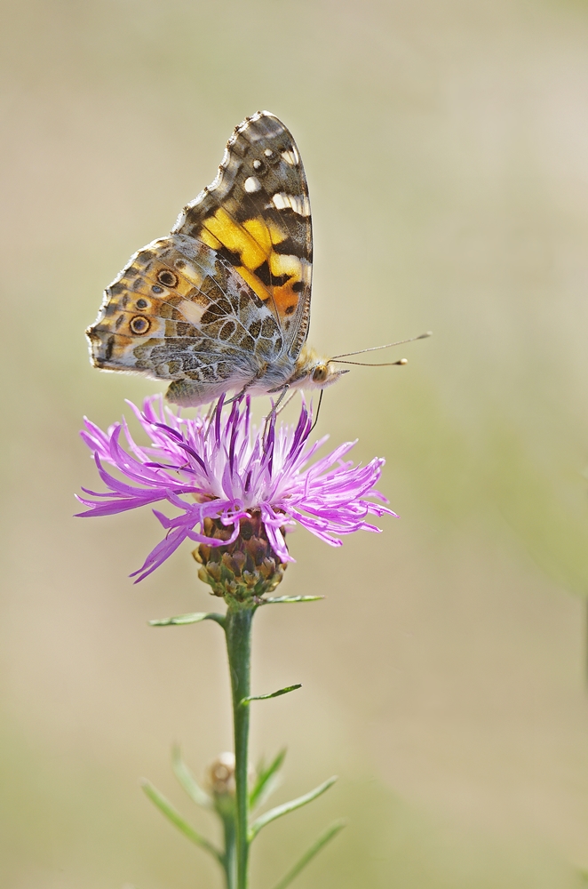IMGP8656ab breinig.JPG