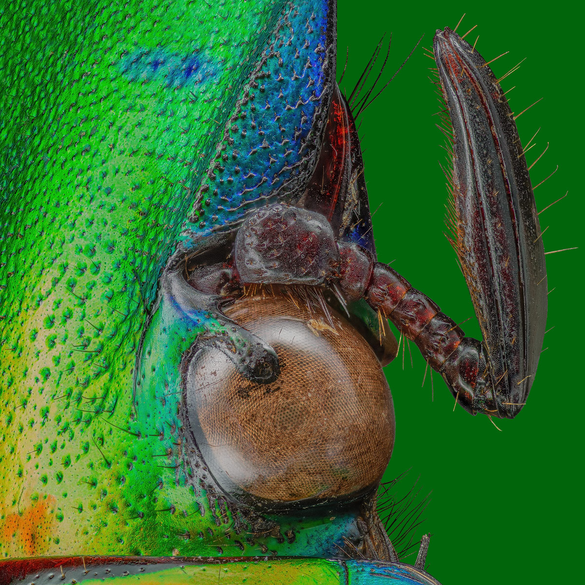 M5_STITCH_TP_WB1200.jpg