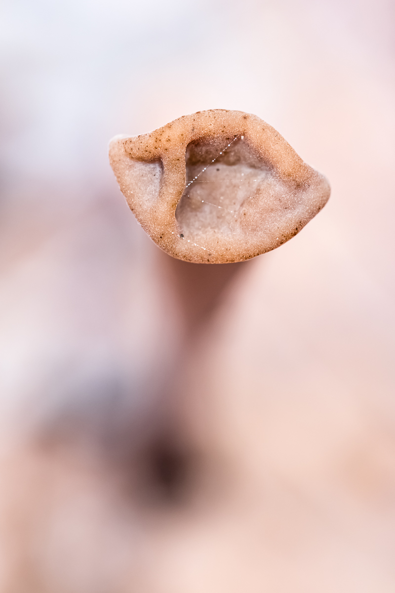 Pilz_unbestimmt-3.jpg