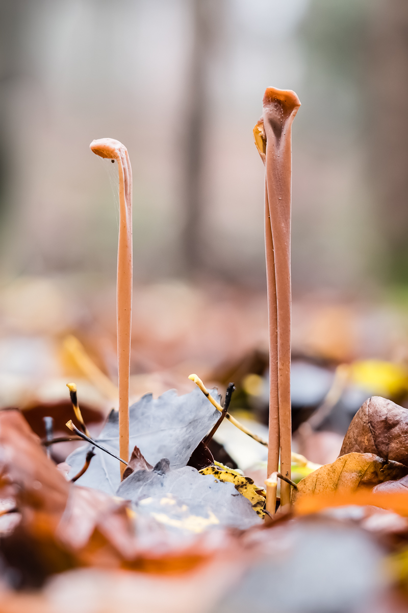 Pilz_unbestimmt-2.jpg