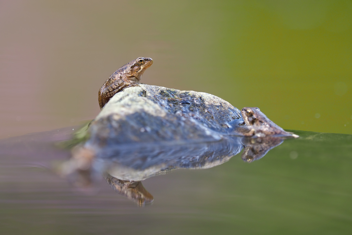 Rana-temporaria-EG271254---Kopie.jpg