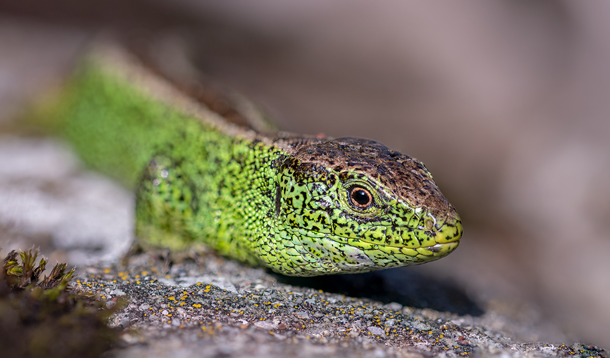 compZauneidechse22.5.2019WeiachStackDSC_3749-3755Pano12%;0%.jpg