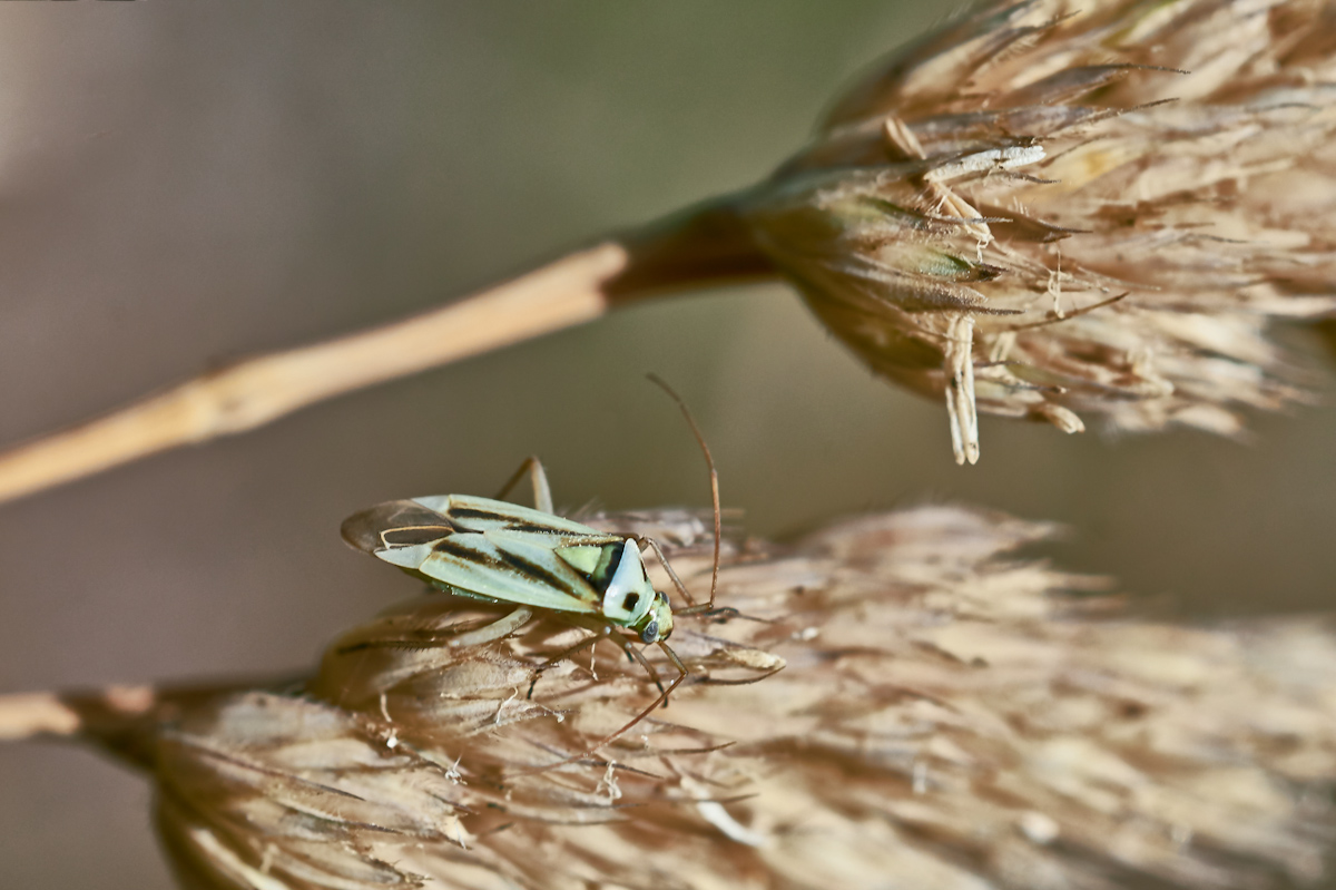 Mermitelocerus schmidtii.jpg