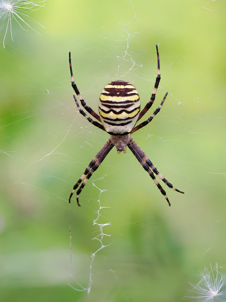 Wespenspinne-oog10041---Kopie.jpg