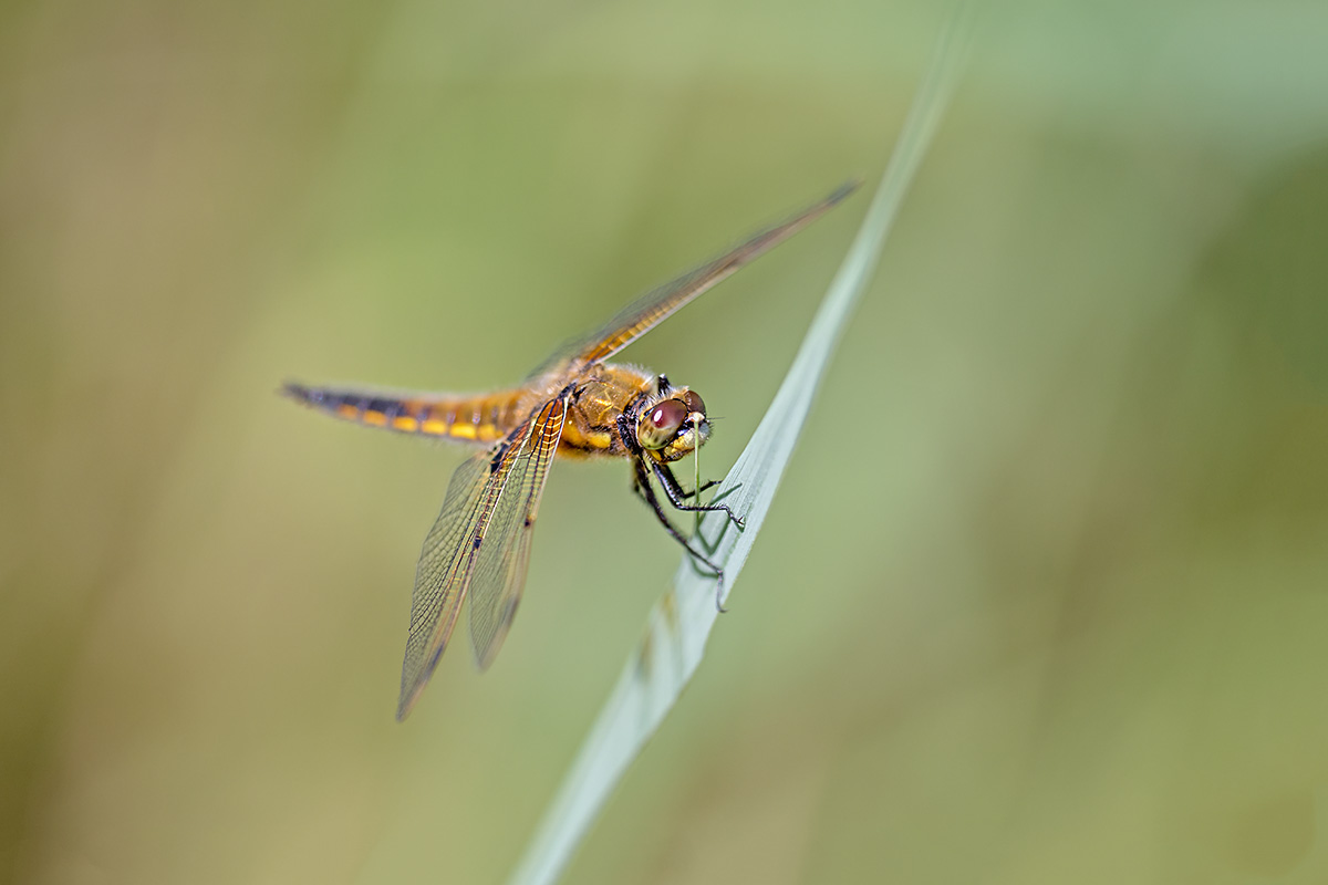 compLibelle,4-Fleck8.6.2019FägswilDSC_4623.jpg