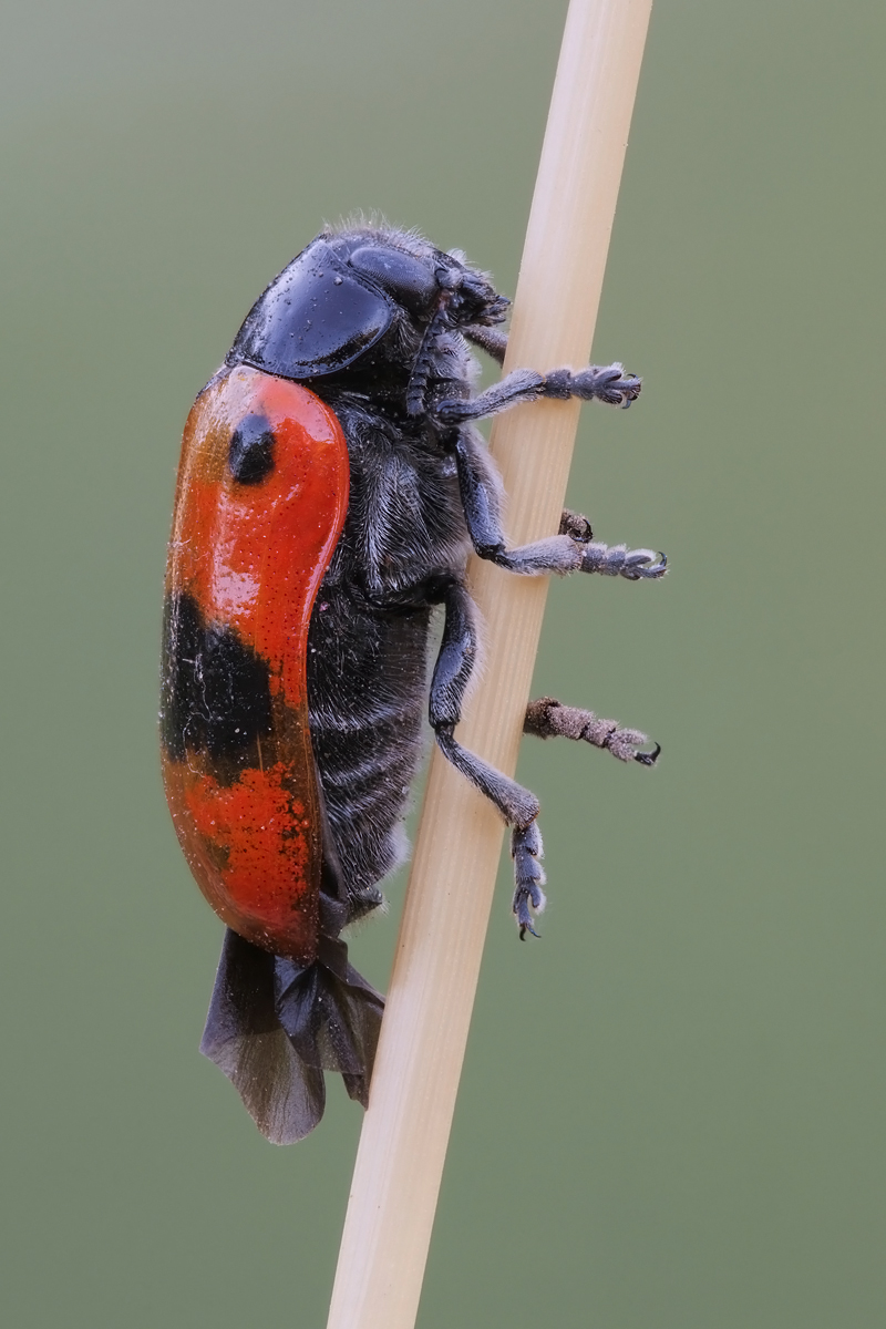 kaefer-stack-high-res-zerene-22952-62.jpg