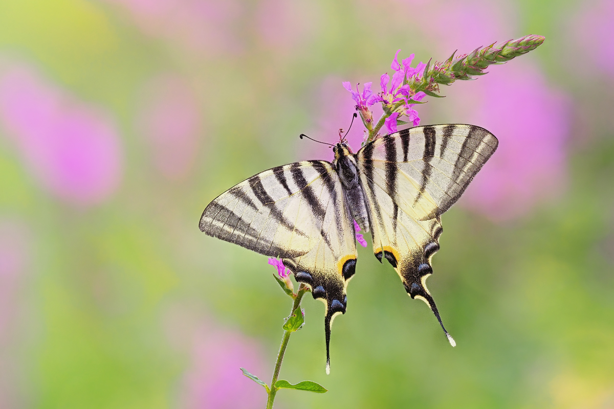 Iphiclides-zoog22402_8---Kopie.jpg