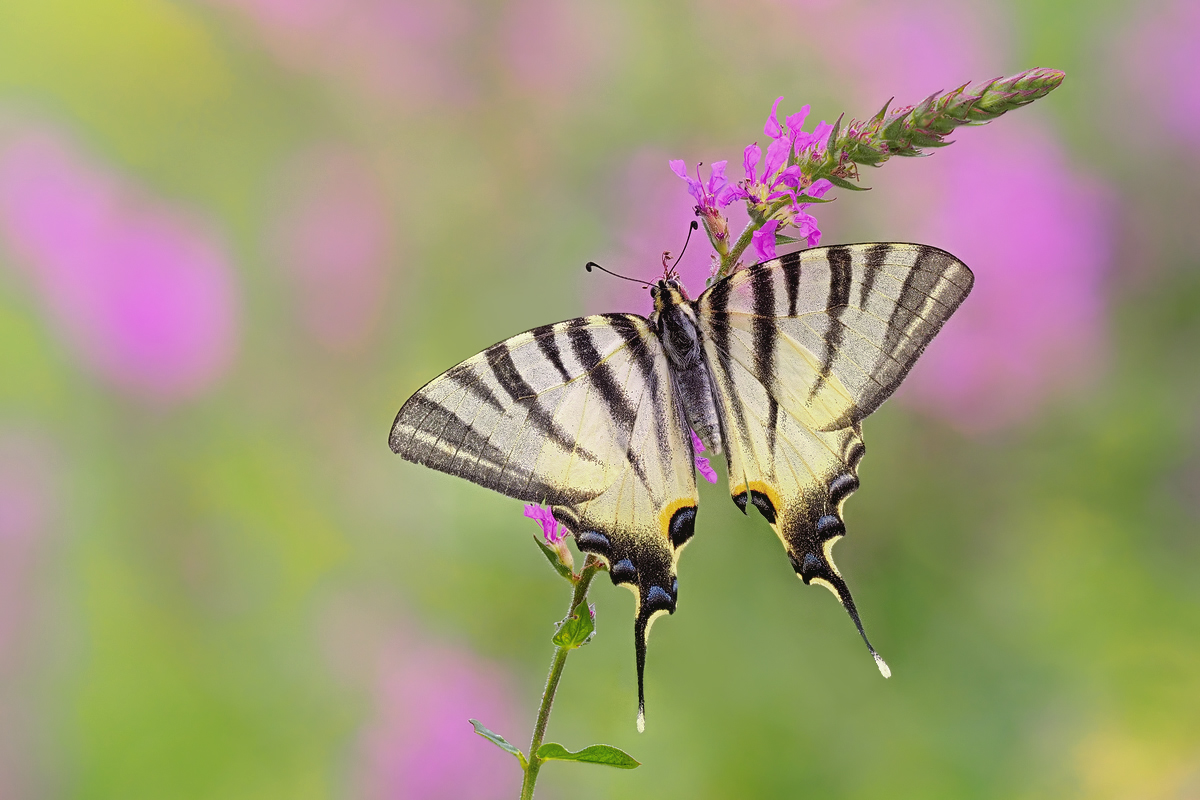 Iphiclides1-zoog22402_8---Kopie.jpg