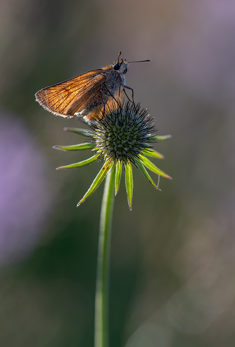 compDicki30.7.2019SchwänditalStackDSC_6591,6597-6603.jpg
