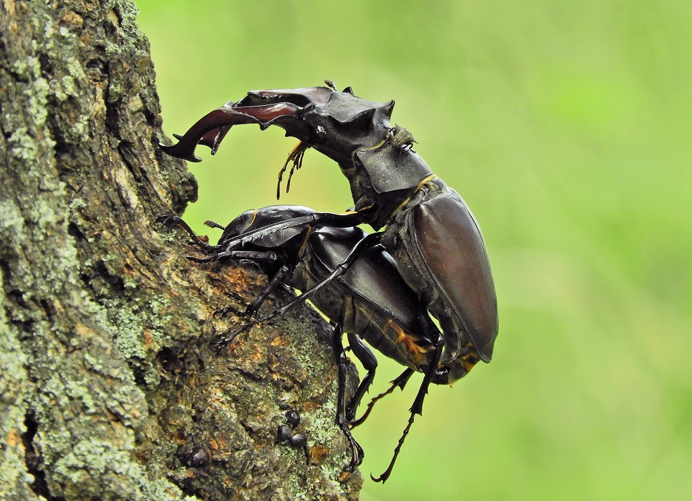 hirschkäfer6585.jpg