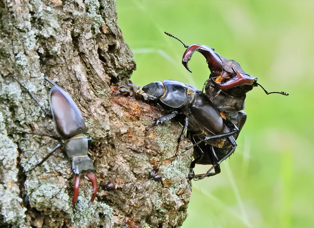 hirschkäfer6764.jpg