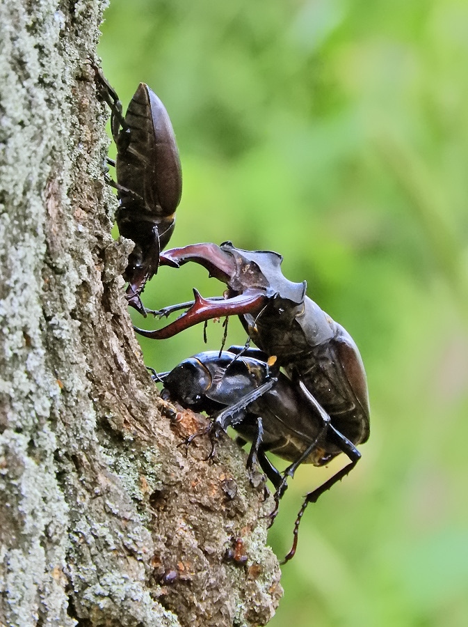 hirschkäfer6697.jpg