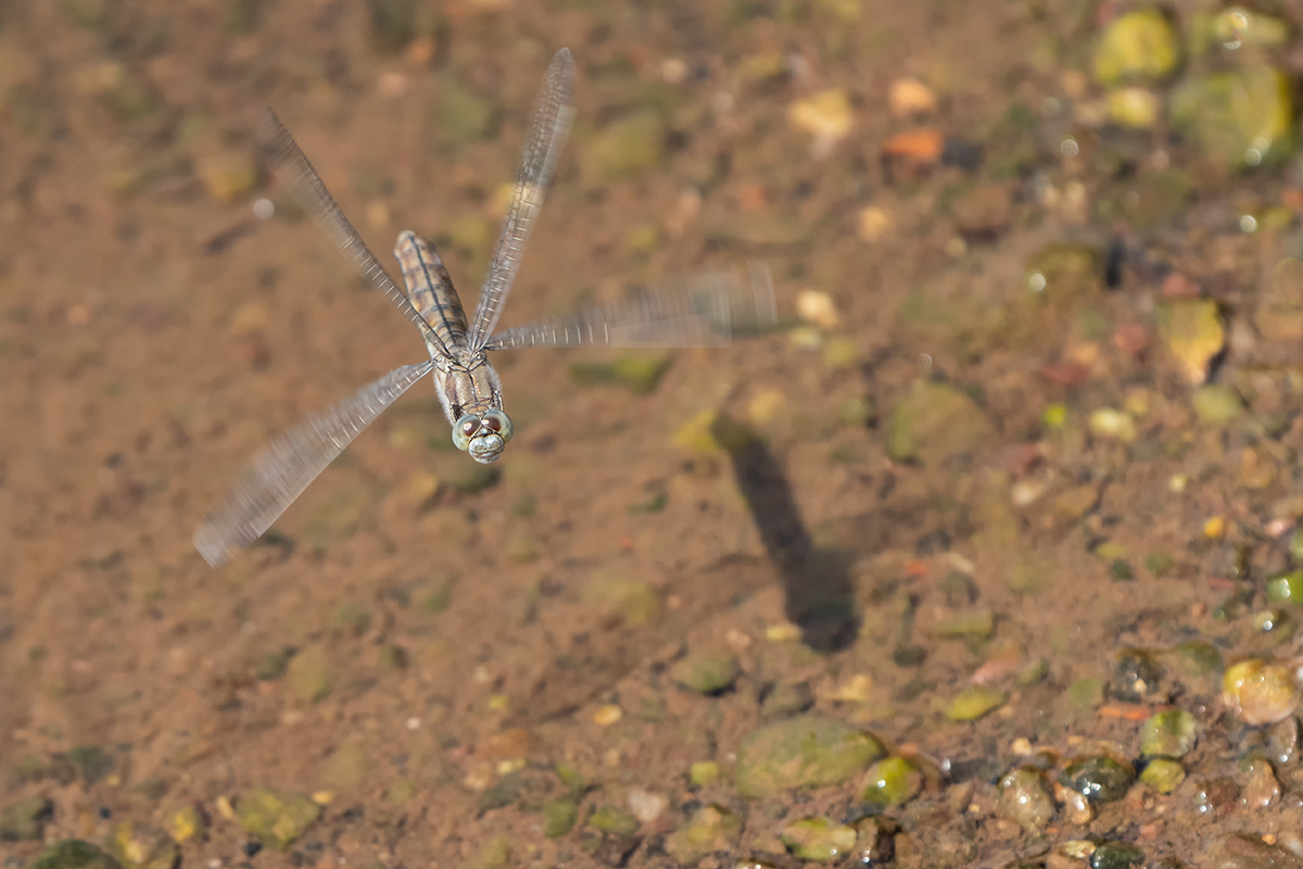 DSC02660.b.kl.jpg