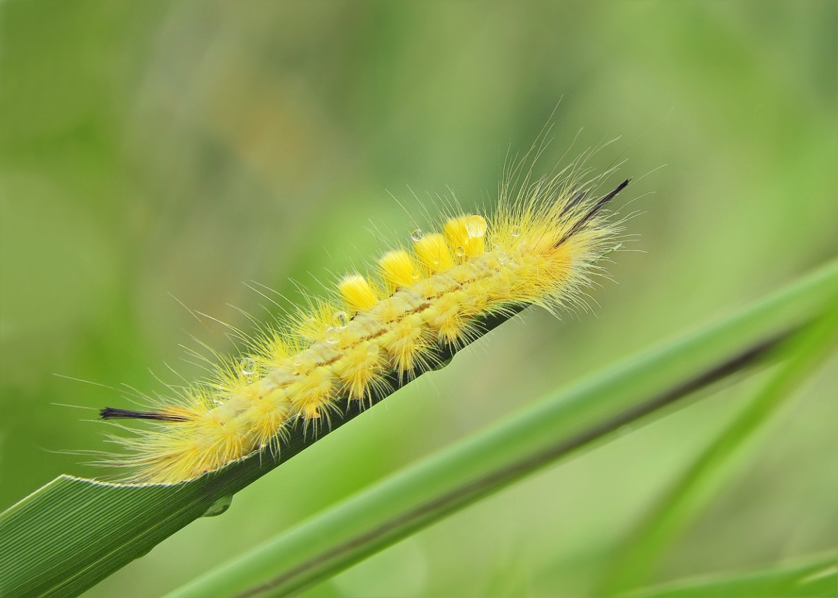 raupe8159_schilf-bürstenspinner_c.jpg