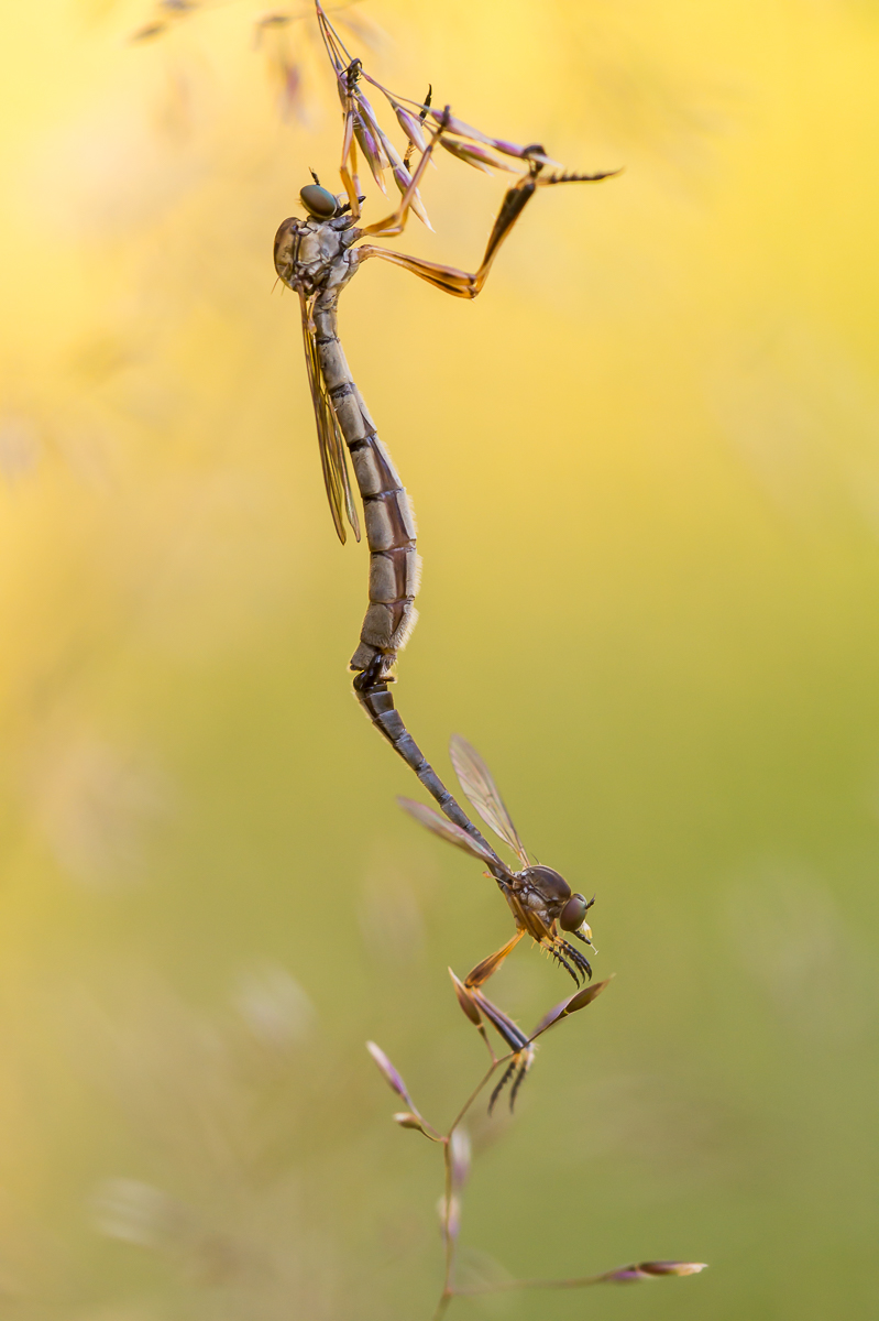 Leptogaster cylindica1.jpg