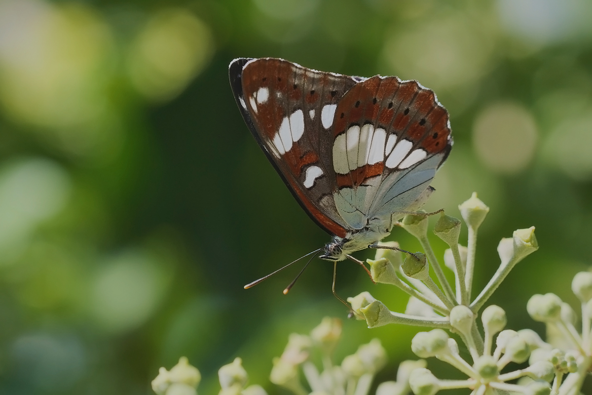 blsw-eisv-37958.jpg