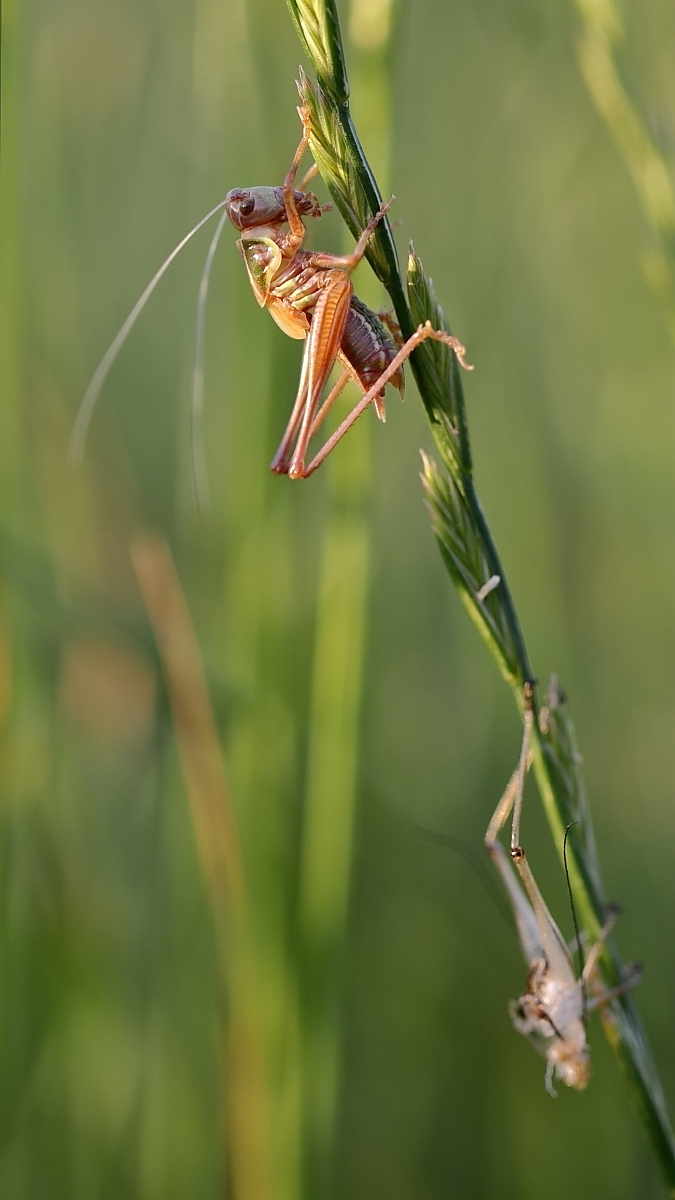 IMG_0941_r_5p_pano_s.JPG