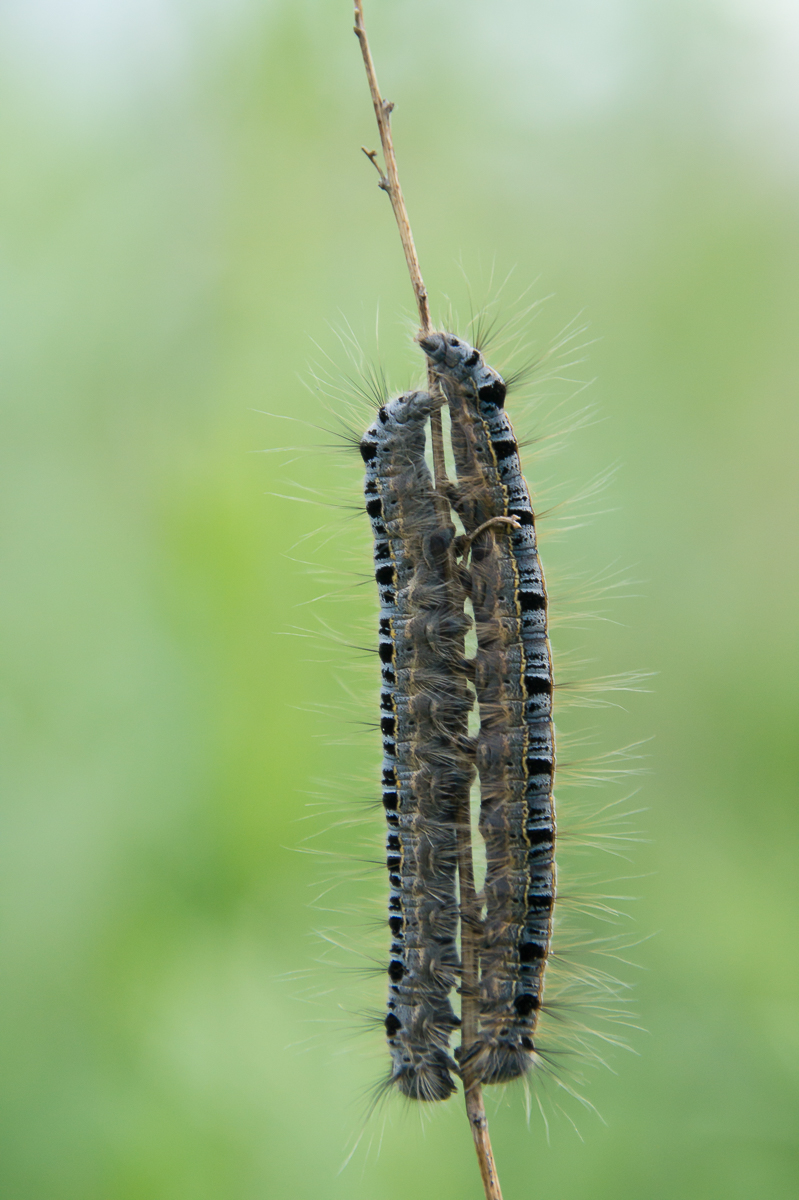 Ringelspinner-Raupe.jpg