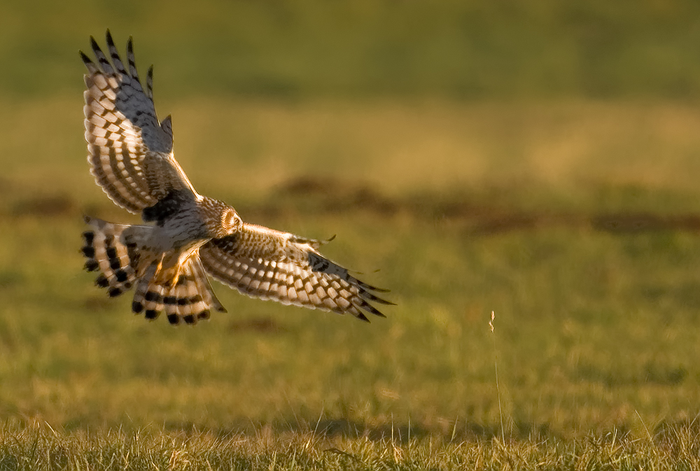 DSC_8827_DxO-2vkneu++++.jpg