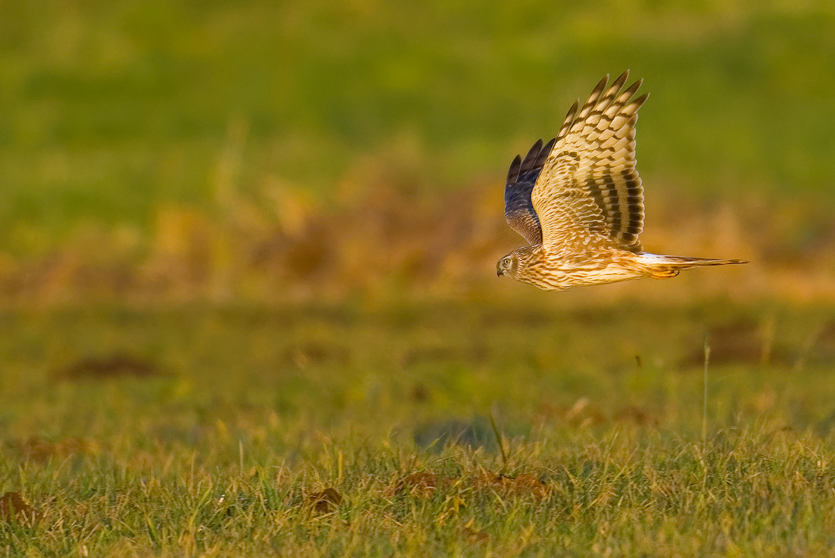 DSC_8740_DxO-3vkcs+++.jpg