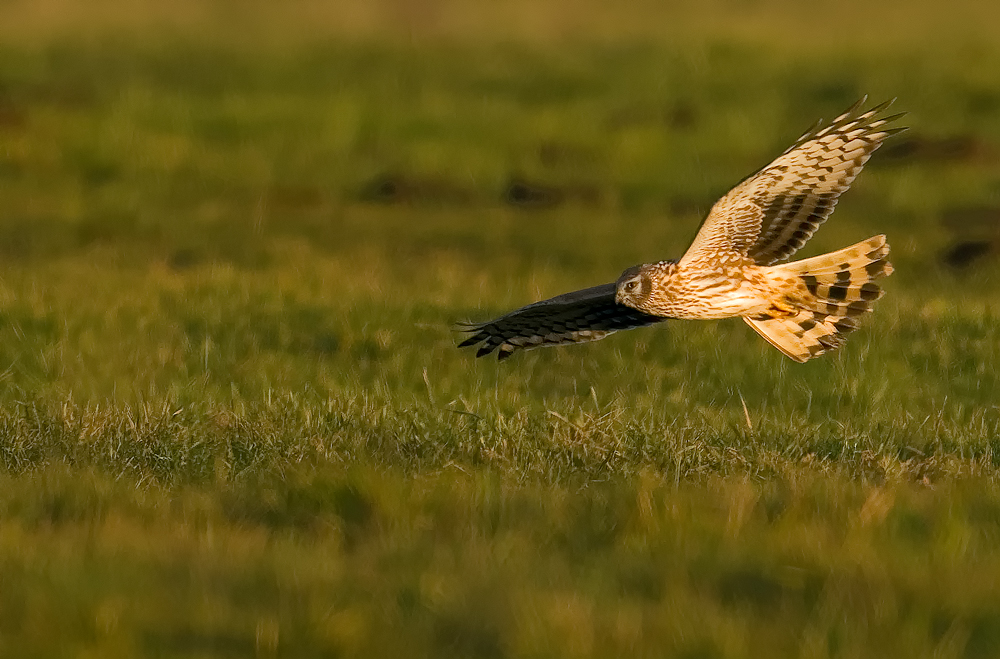 DSC_8860_DxOvkneu++.jpg