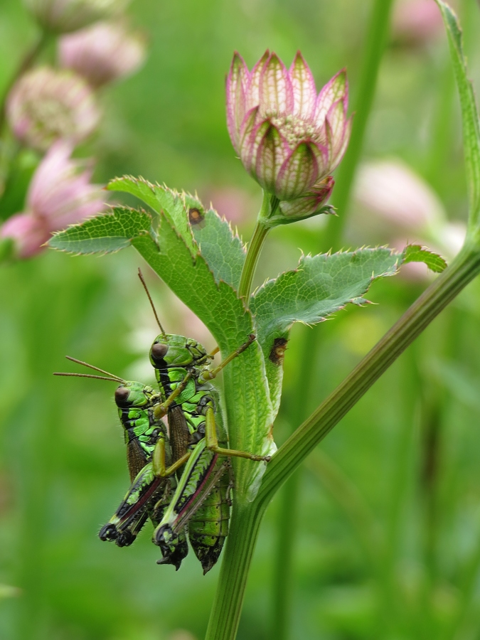 g.alpine gebirgsschrecke_6066.jpg