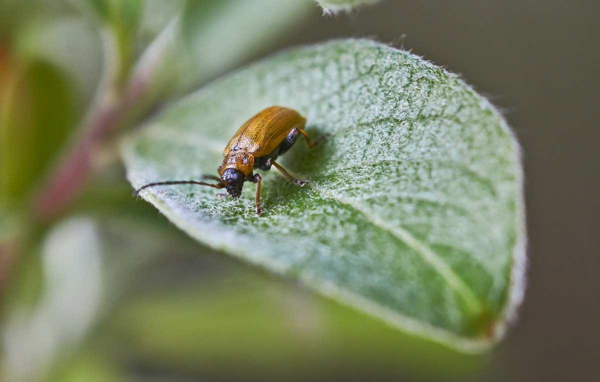 braungelber Weidenblattkäfer 2.jpg