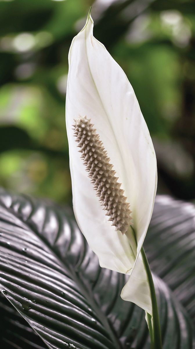 2019-06-22 16-24-06 (A,Radius8,Smoothing4).jpg