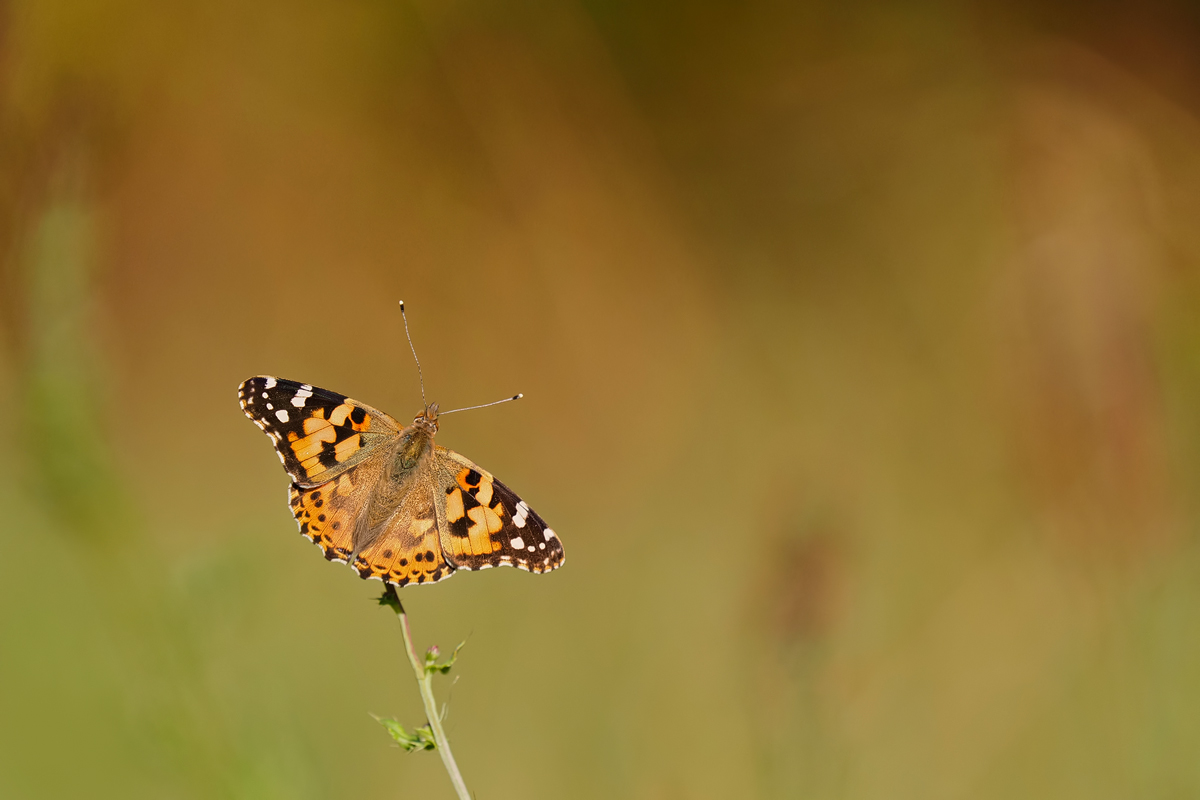 Vanessa-cardui-OOG40713---Kopie.jpg