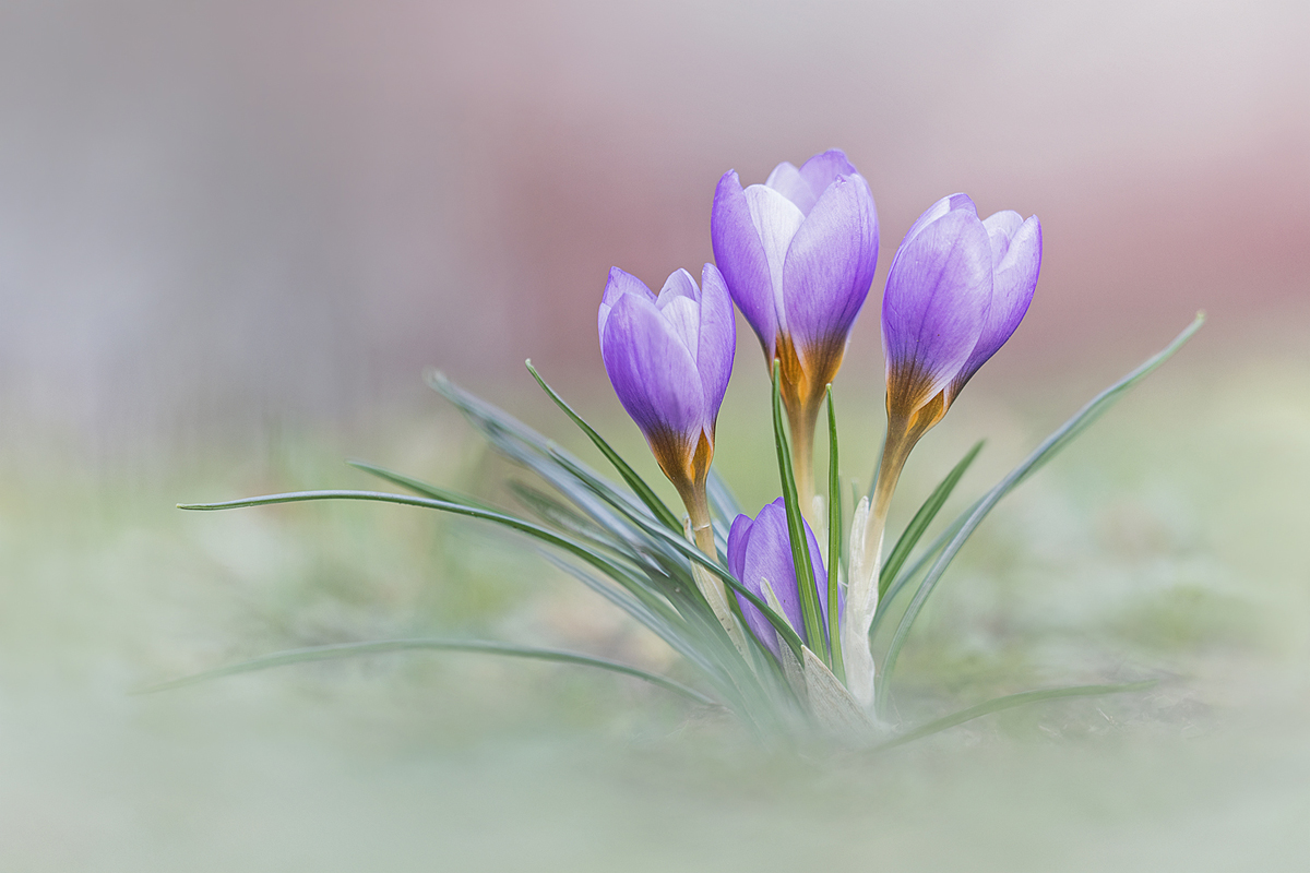 Frühling.jpg