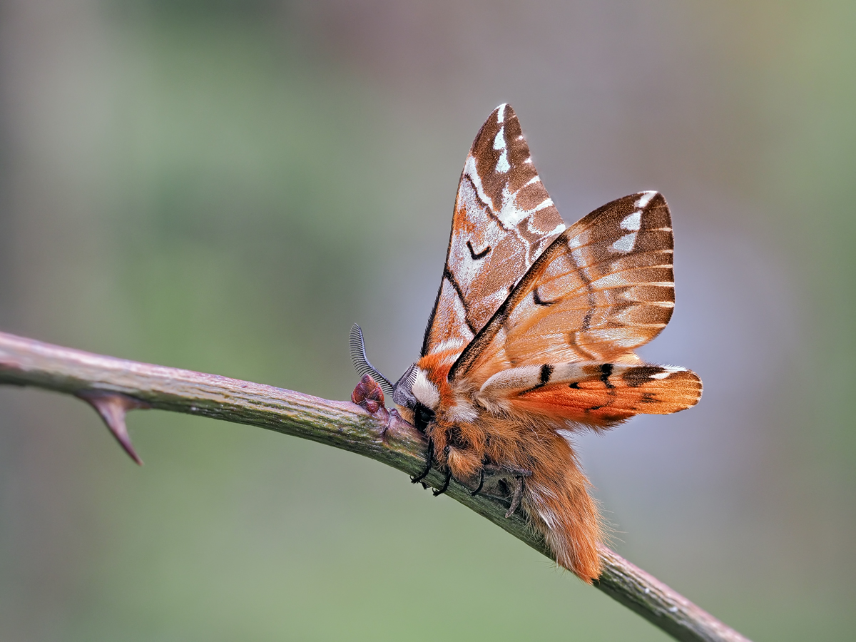 Endromis-versicolora-zoog37951_24---Kopie.jpg