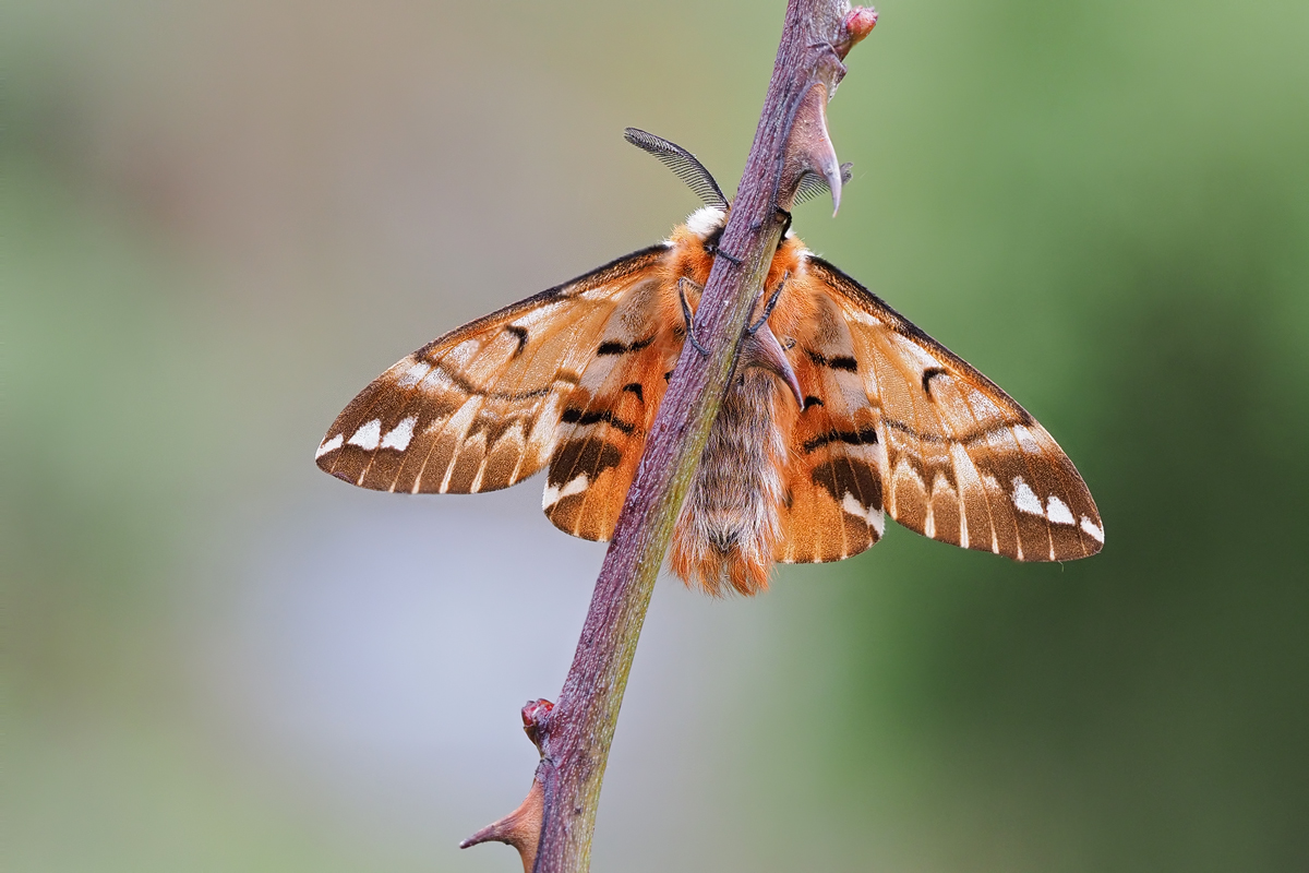 Endromis-versicolora-zoog38595_8---Kopie.jpg