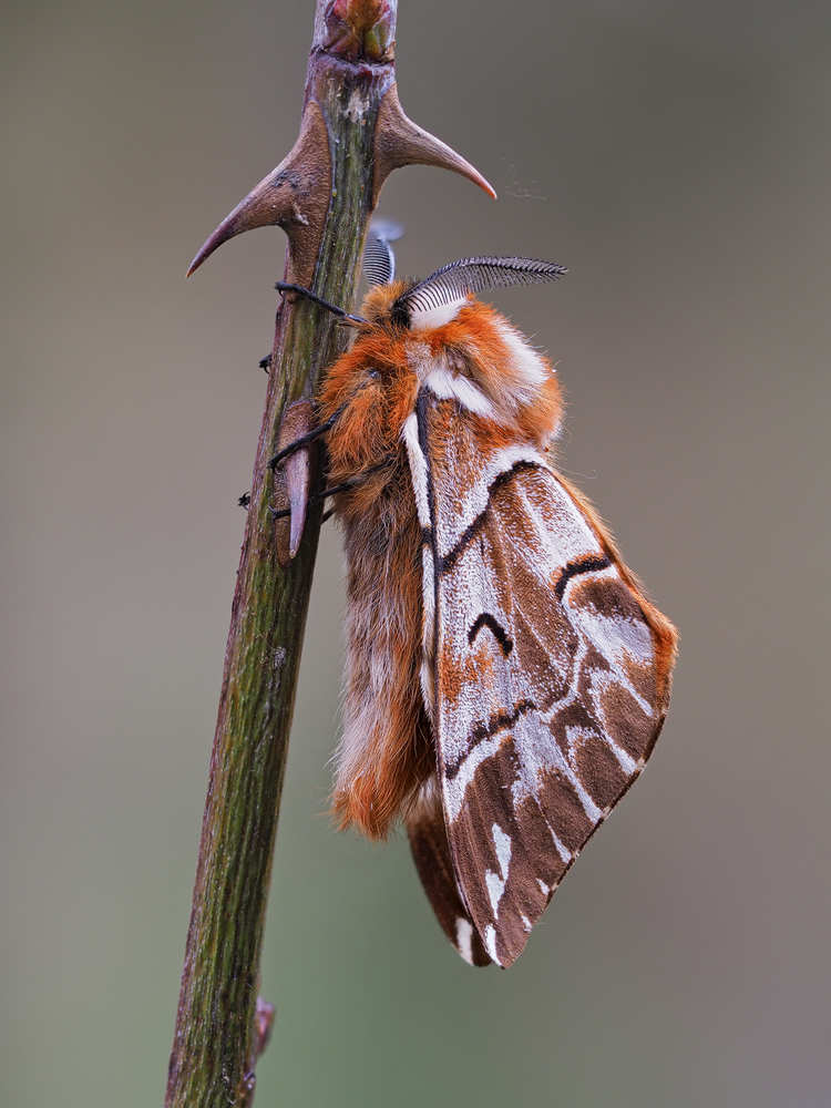 Endromis-versicolora-zoog38587_26---Kopie.jpg