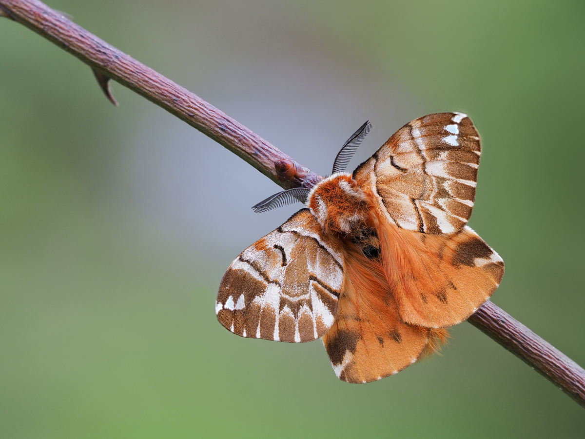 Endromis-versicolora-zoog38273_44---Kopie.jpg