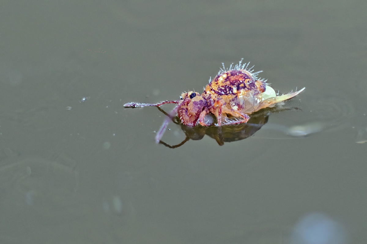 Dicyrtomina ornata -zoog12370_24---Kopie.jpg