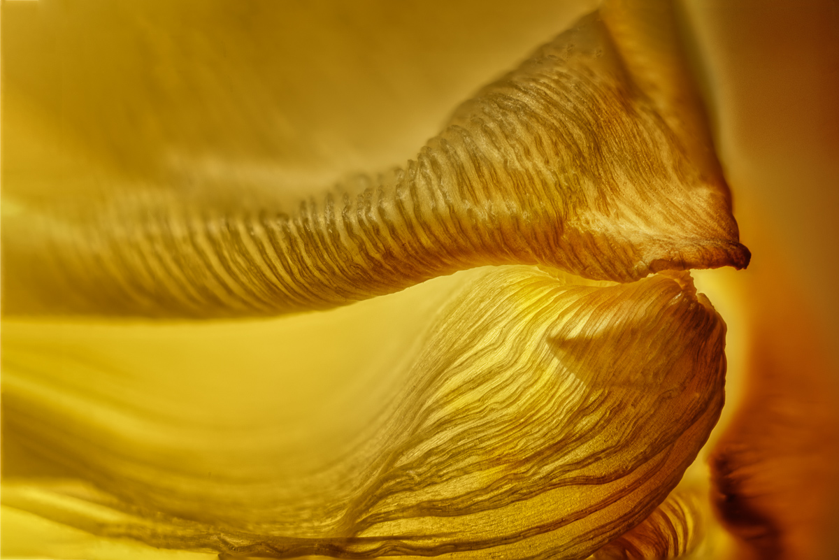 Tulpe_20200130_B2.jpg