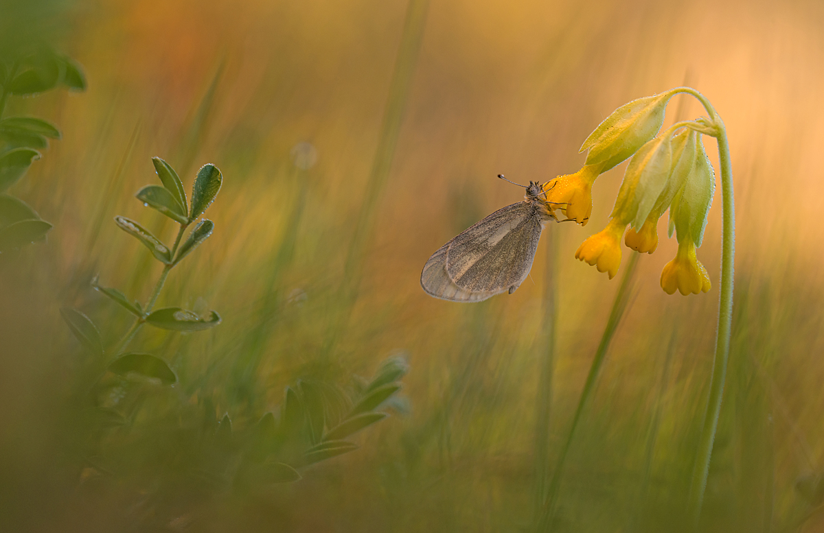 DSC_2095 Kopie M_F.jpg