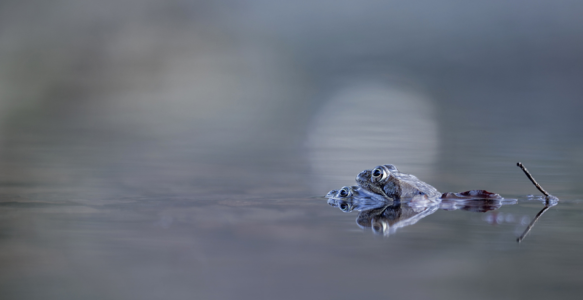 frosch 1 Kopie.jpg