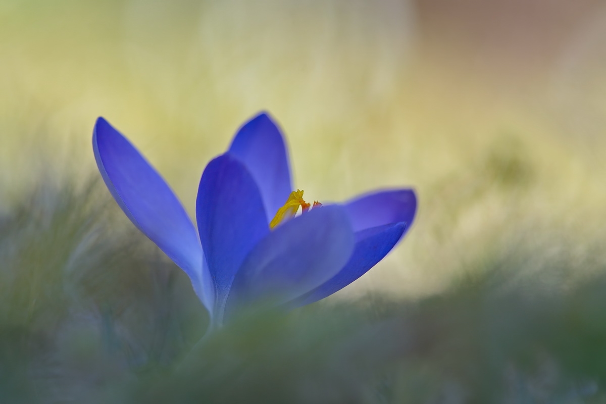 DSC03933 February beauty... kl.jpg