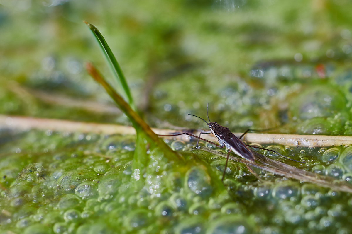 wasserläufer_4-2.jpg