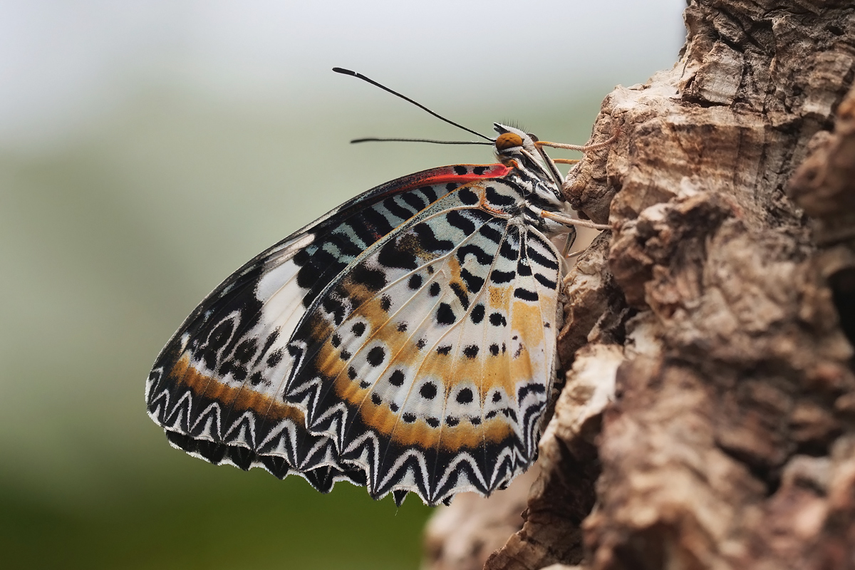 SH-cethosia-stack-ps-bestens-39098+100.jpg