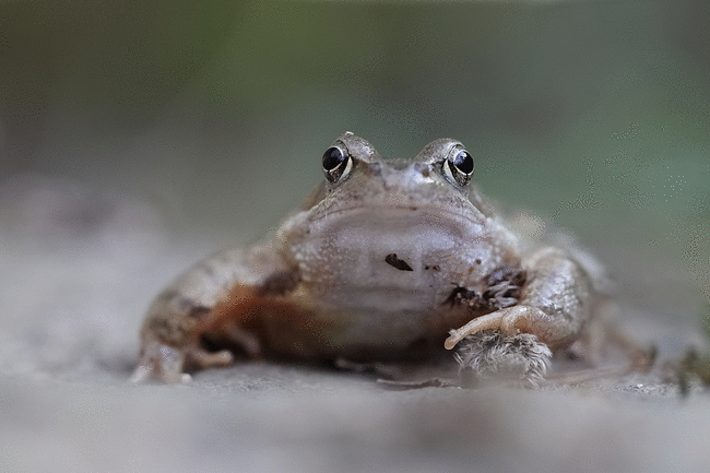 animatedfrog3.gif
