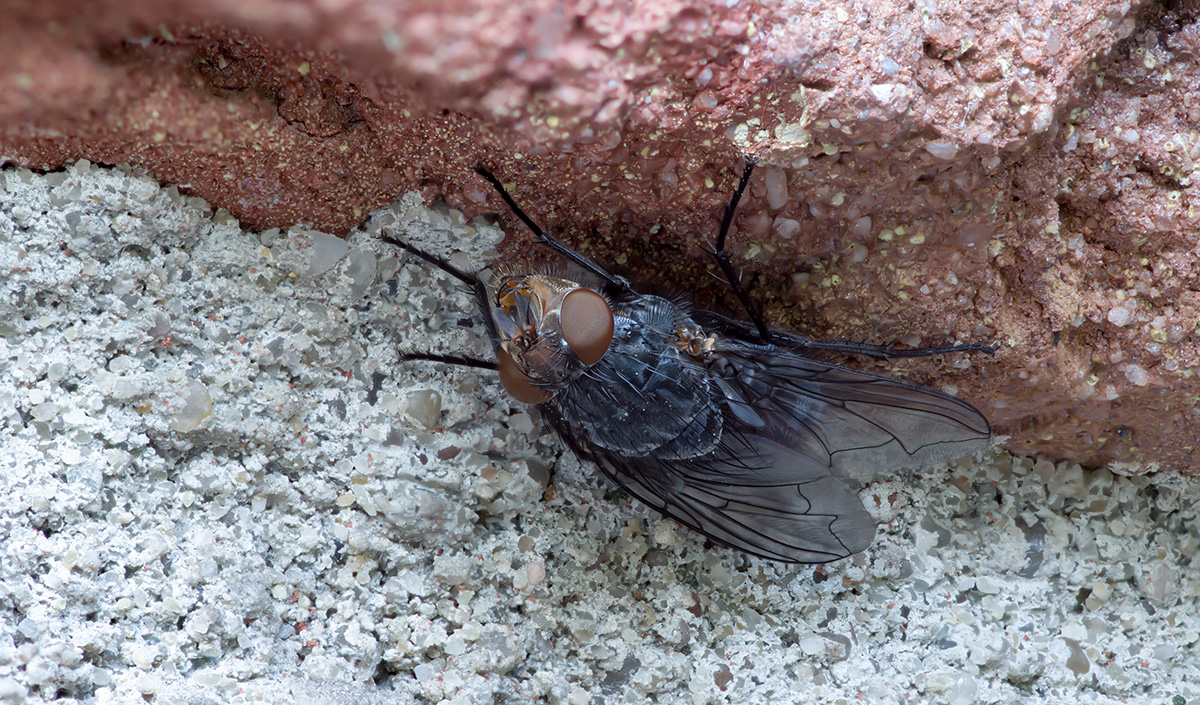 methode c neue version 2 klein 2.jpg